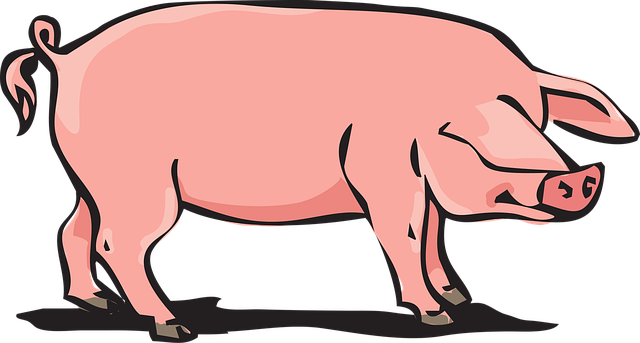 豚の画像
